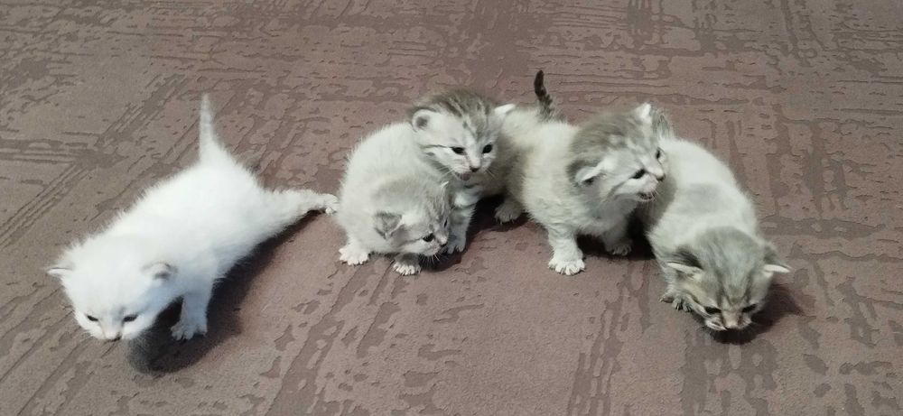 Продам кошенят. Вибір є