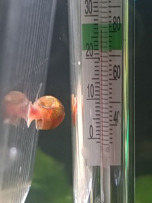 Planorbis para Aquário – Pack 20 unidades | 5€ (Azuis, Castanhos e Laranja)
