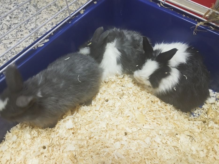 Coelho Anão com 2 meses