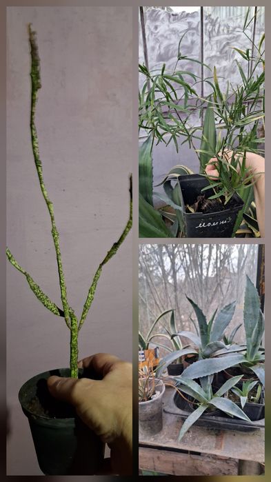 Комнатные адаптированные цветули