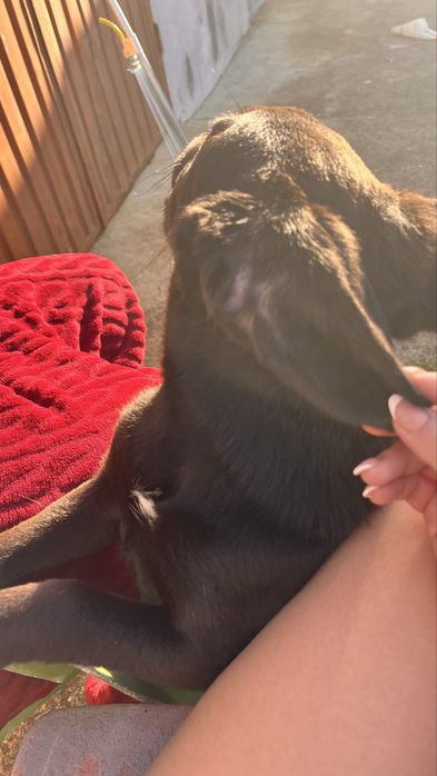 Cãozito preto medio porte