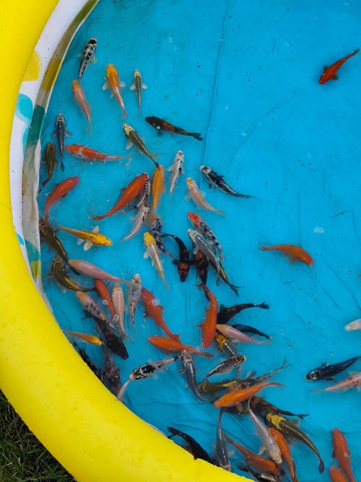 Karp koi kolorowa rybka do oczka wodnego