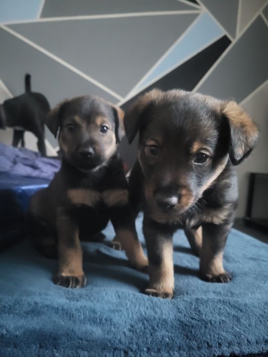 Zostały 2 suczki brązowo żóła i czarna