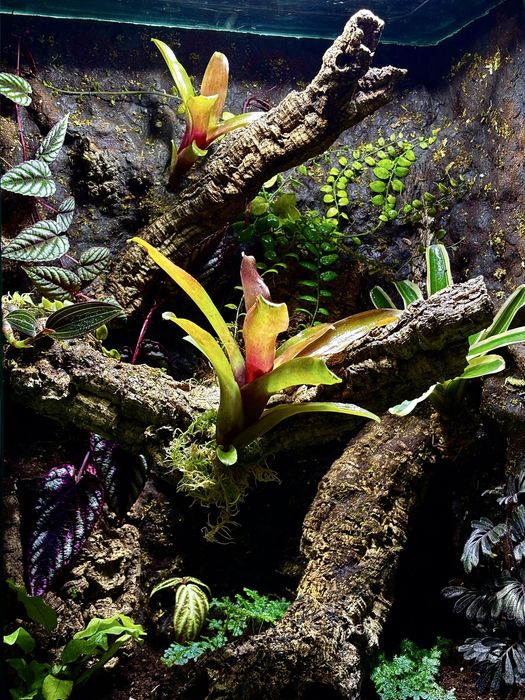 Terrarium na wymiar z aranżacją