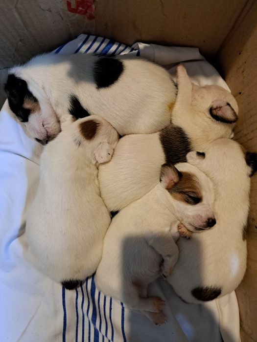 Фокс терьер ,чистокровная без документов