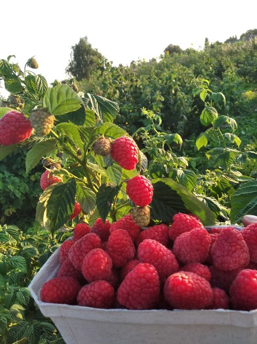 Sadzonki maliny  -GIGANT ,ogromne , smaczne owoce -Wysyłka