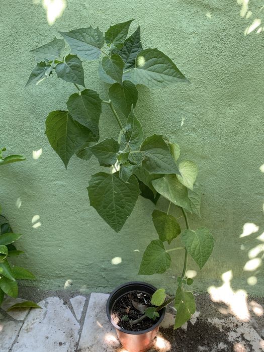 Planta phisalis grande com vaso
