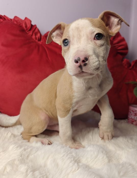 Kochany piesek Amstaff!