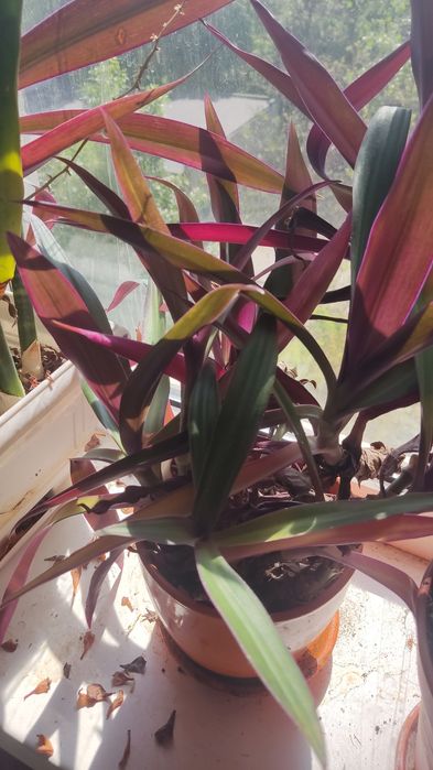 Традисканция покрывальчатая