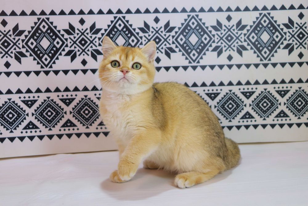 Чудова британська кішечка з вакцинами