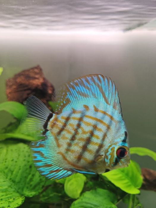 Vendo 3 discus saudáveis
