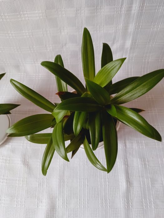 Kwiatek doniczkowy zielono - różowy