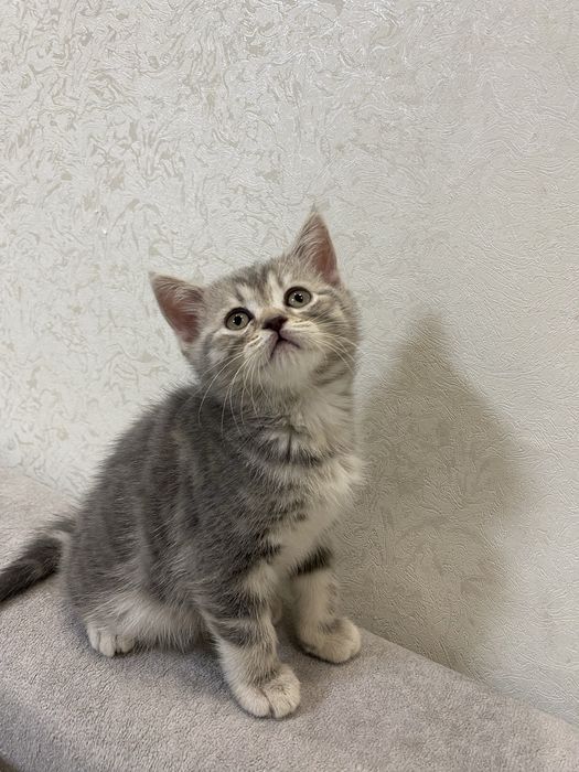 Киця мраморна шотландська