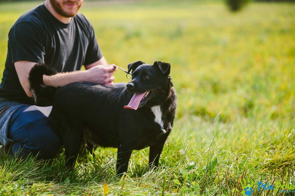 Wesoły i aktywny piesek ENERGICZNY szuka nowej rodziny