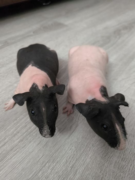 Świnki morskie łyse samczyki ! Świnki łyse!