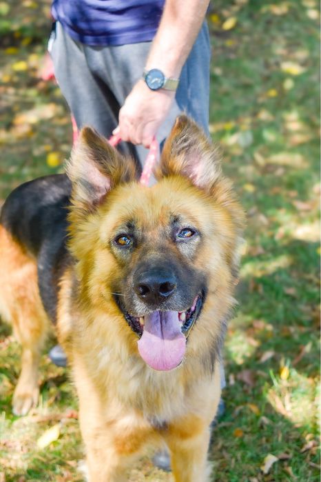 Cywil- pies w typie owczarka niemieckiego do adopcji