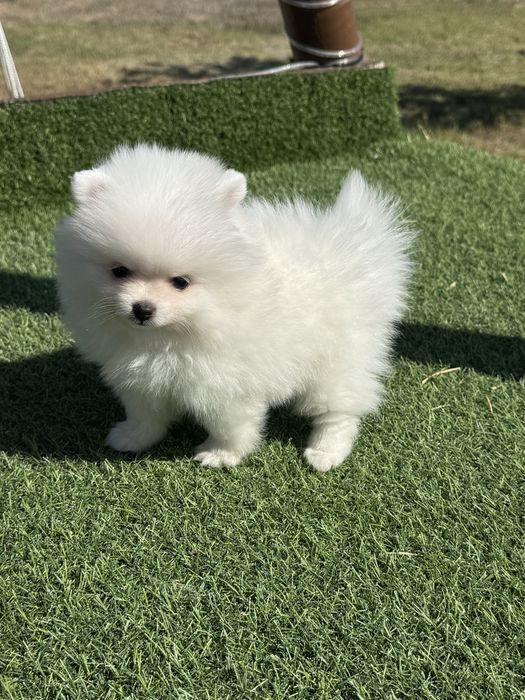 Spitz Alemão Anão MINI Fêmea