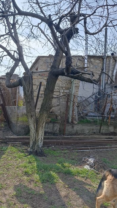 Продам сухое дерево черешни на дрова