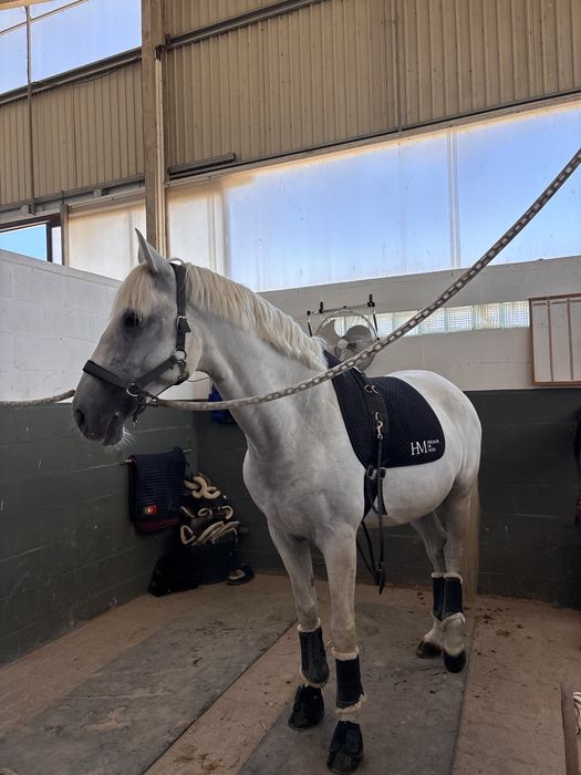 Vendo cavalo russo