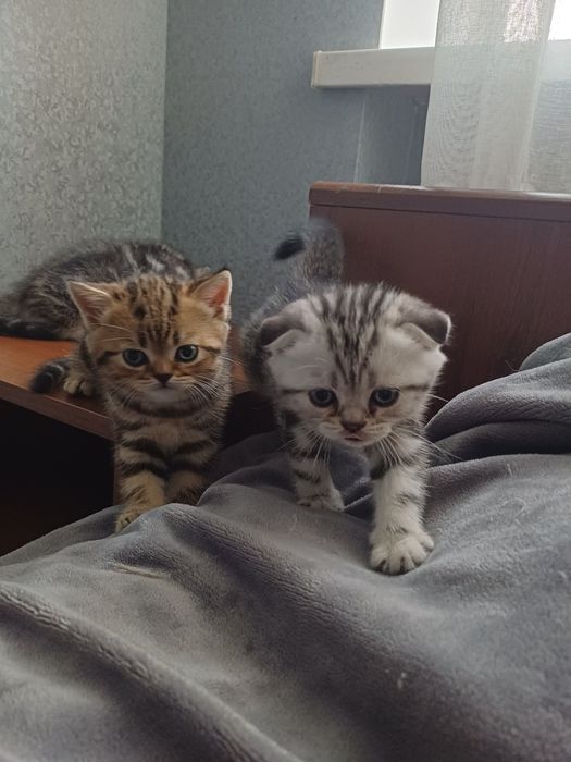 Шотландські мармурові коти