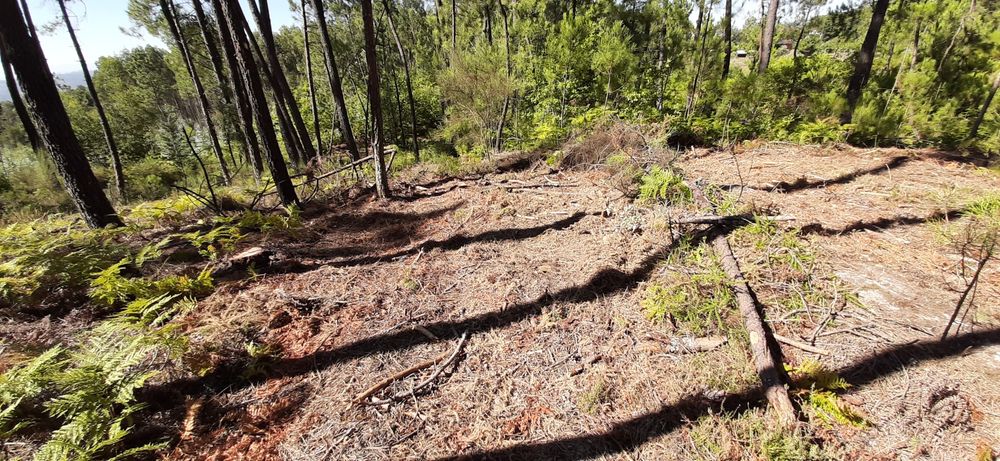 Pinhal sito à Portela, com bons acessos.