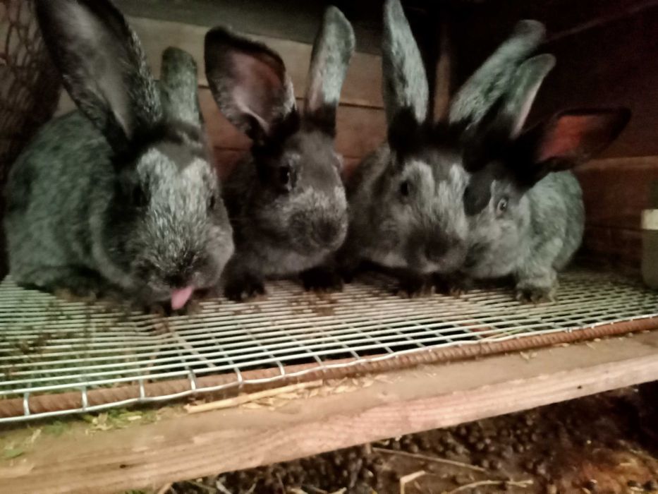 Кітні самиці (Полтавське срібло) самці,  кроленя