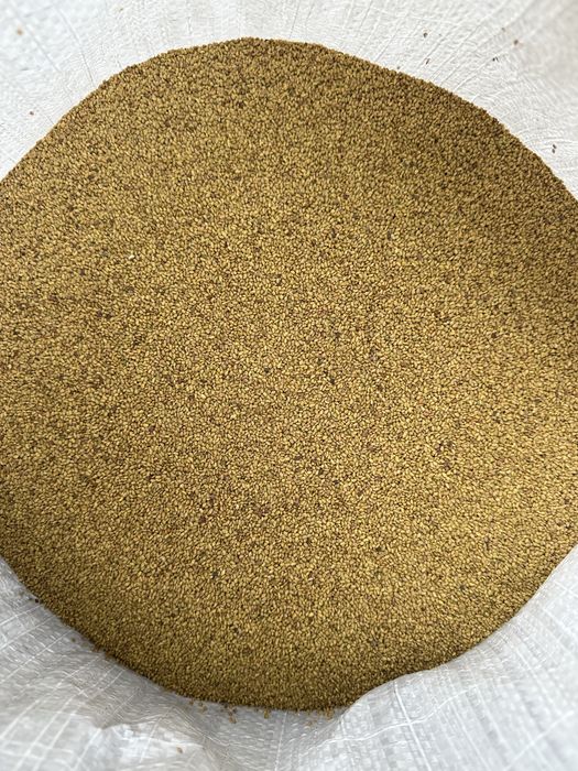 Продам насіння люцерни, конюшини