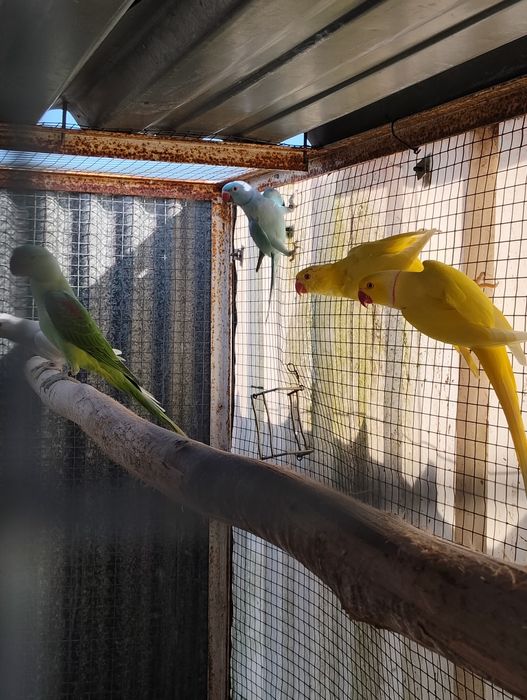 Ringnecks , alexandrinos , mustaches