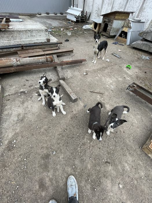 Цуценята 2 місяці