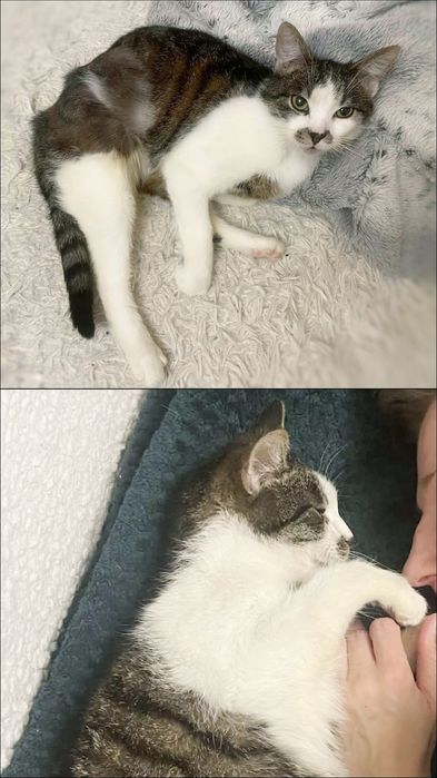 Kociak idealny szuka miłości :)