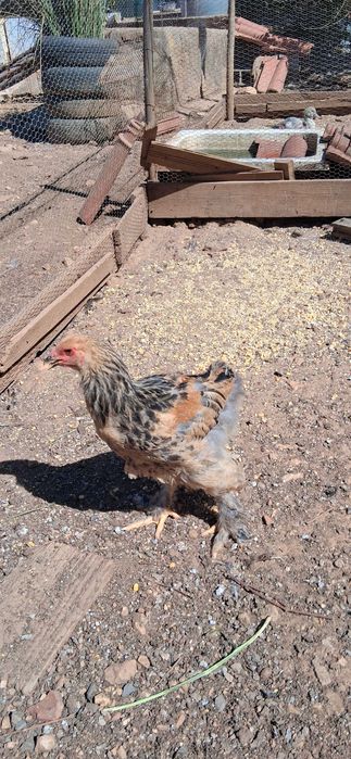 Tenho frangos da raça Brama para venda 20€