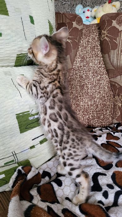 Бенгальские котята wcf