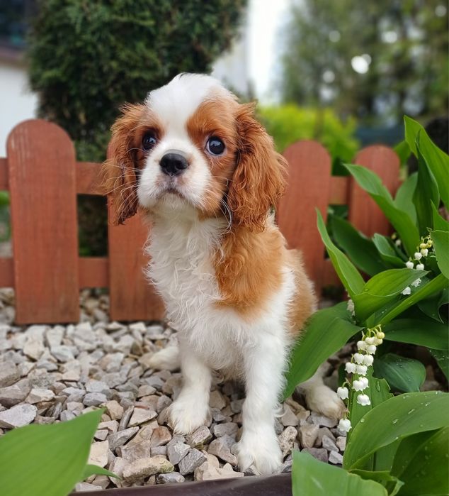 Cavalier King Charles Spaniel