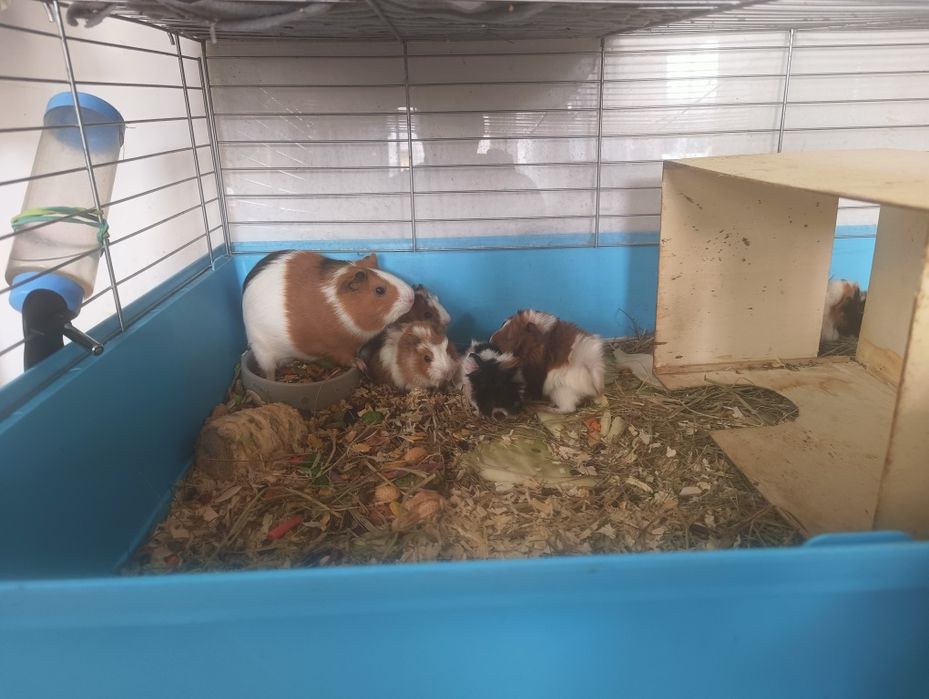 Sprzedam świnki morskie