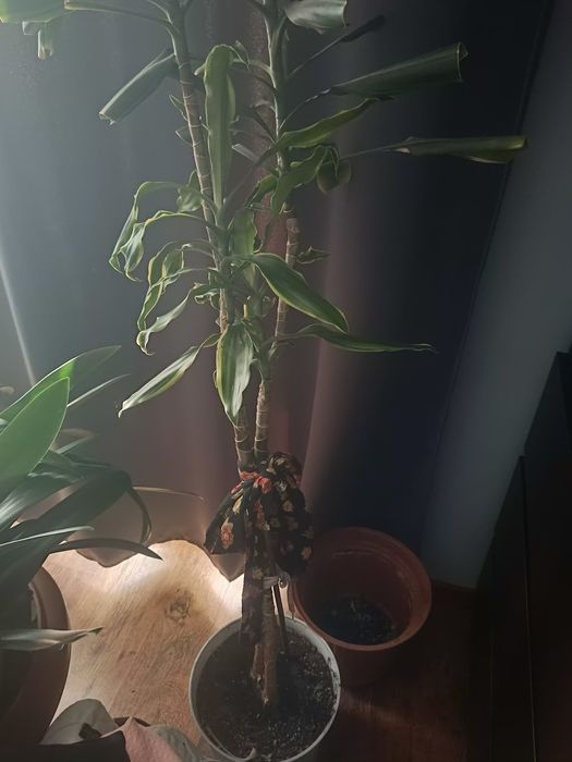 Kwiaty doniczkowe duże 2 sztuki