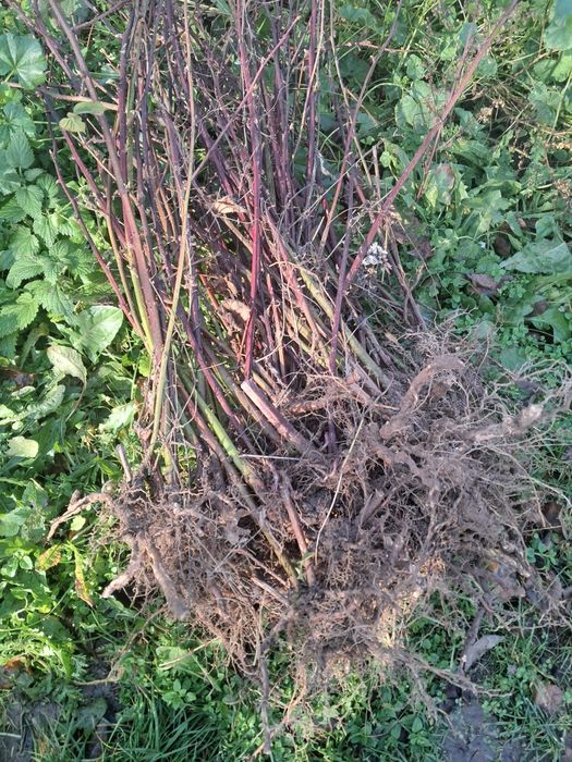 Продам саджанці ожини