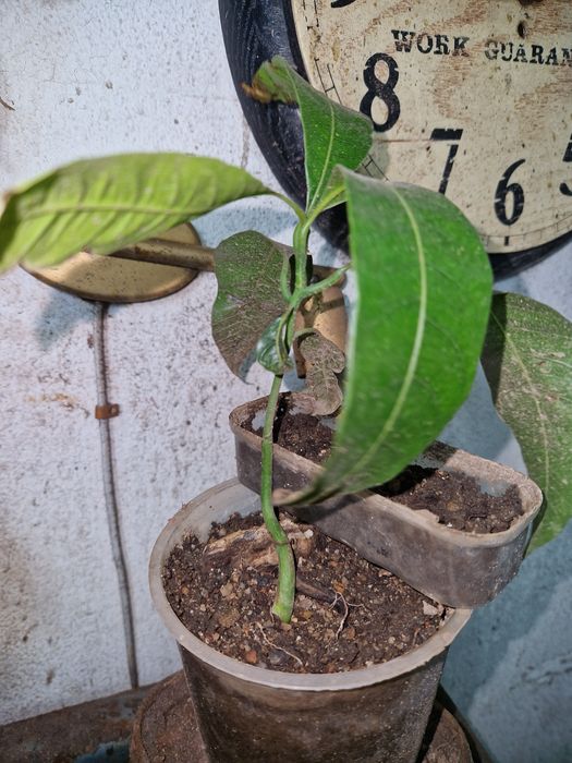 PÉS de manga espada