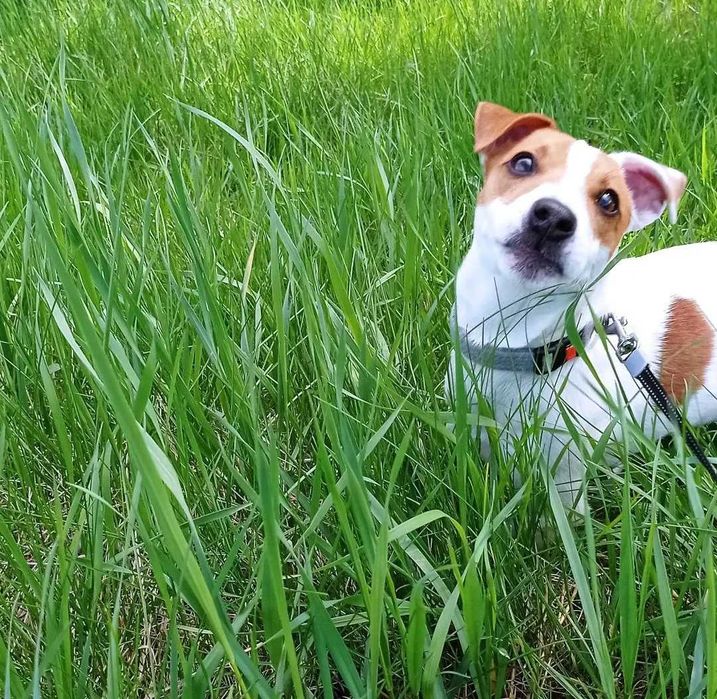 Хлопець Джек Рассел шукає дівчину для серйозних стосунків