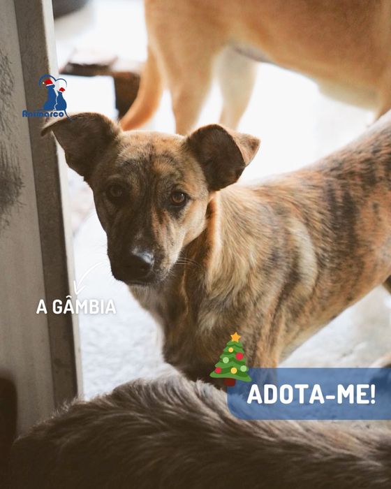 Gambia - cadela jovem de porte medio