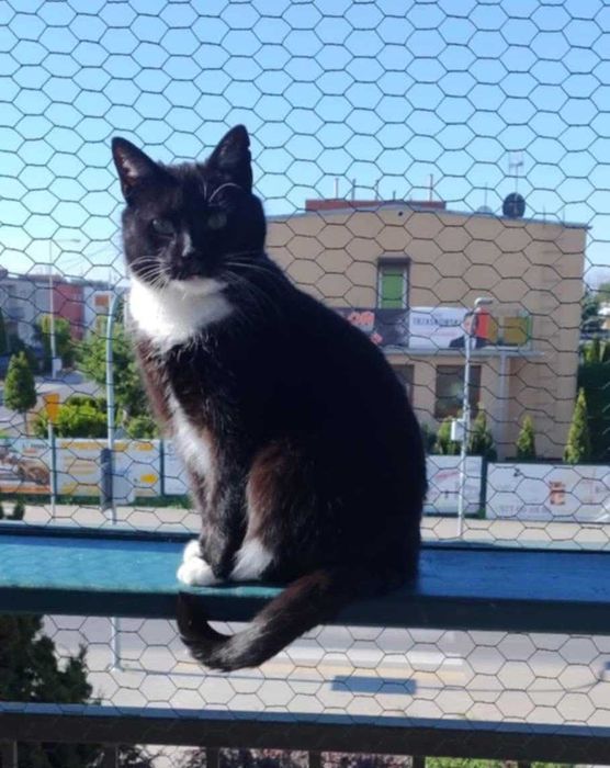 Kotka Alka szuka domku