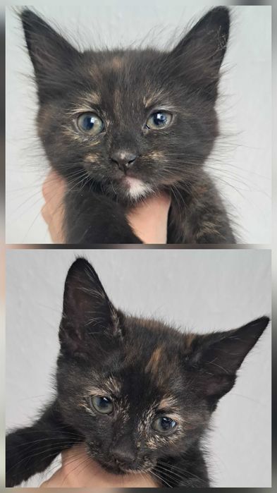 Віддаю кошеняток у добрі руки