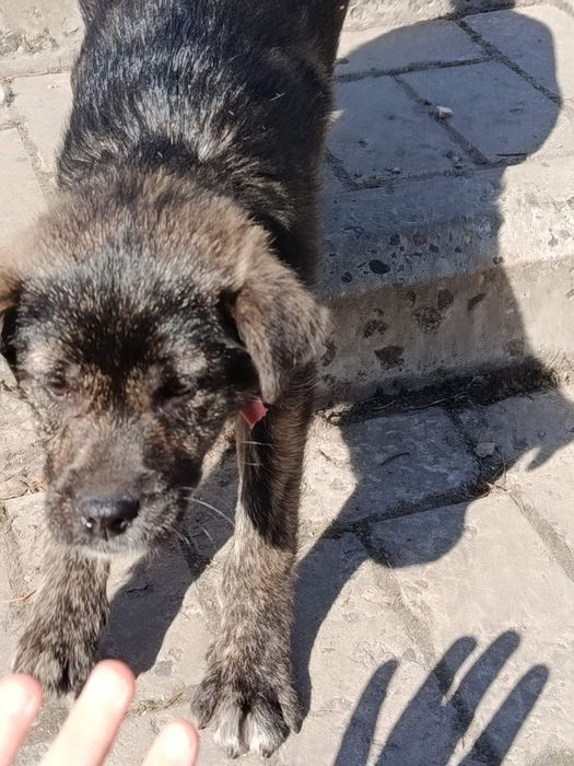 Дівчинка Джус в добрі руки