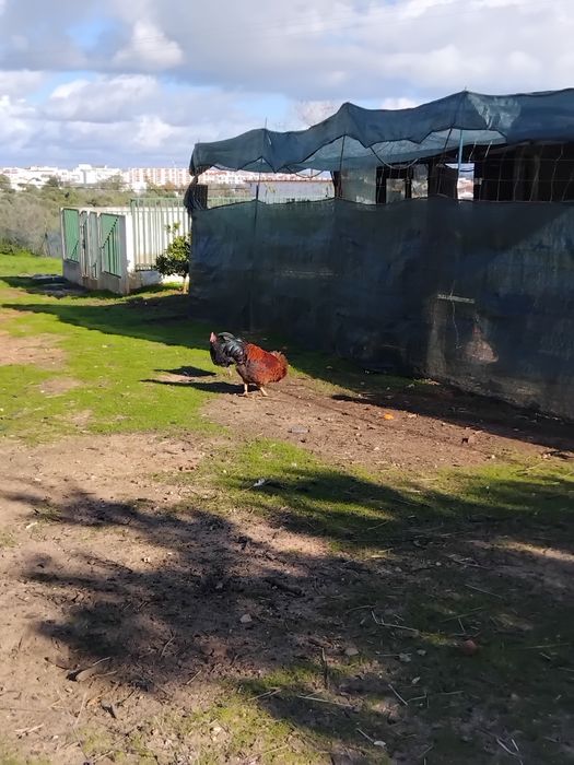 Galos caseiros 45 euros