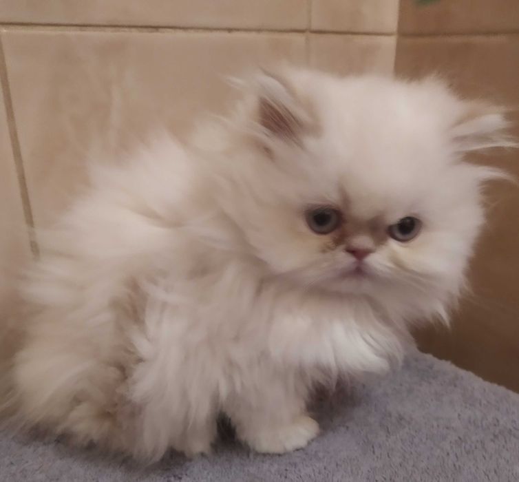 Персидский мальчик