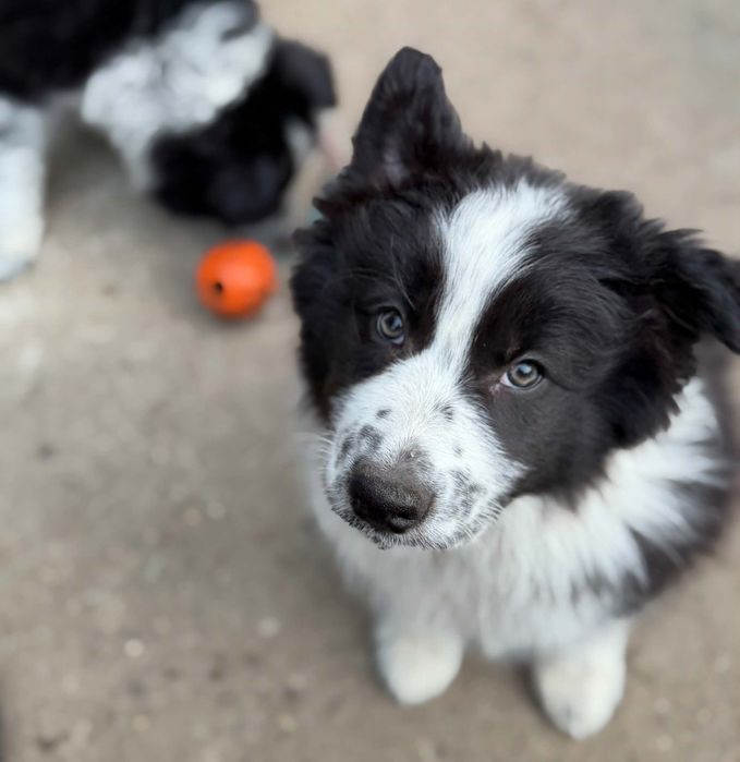 Suczki w typie border collie do adopcji
