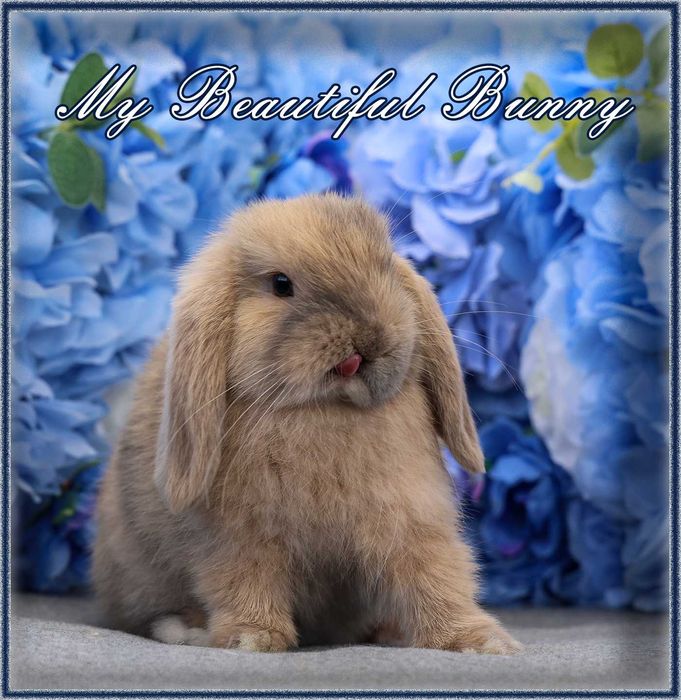 Młody Królik Mini Lop - Harlequin