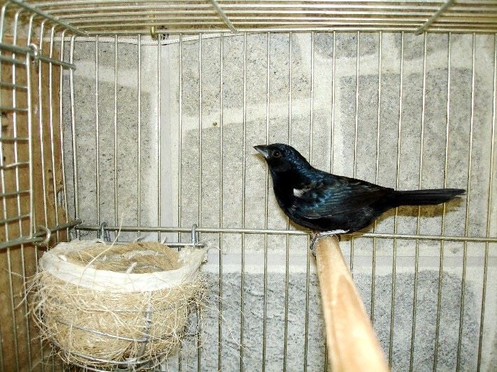 Tiziu 2024 - Fauna Brasileira