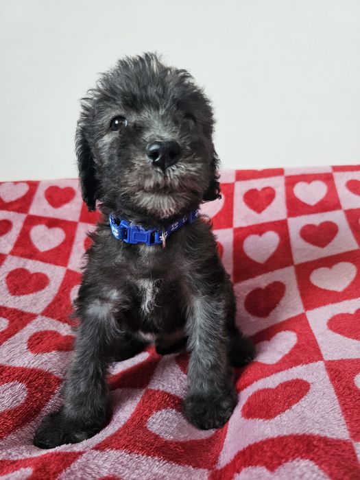 Bedlington terrier ZkwP Cotton Monkey FCI piesek