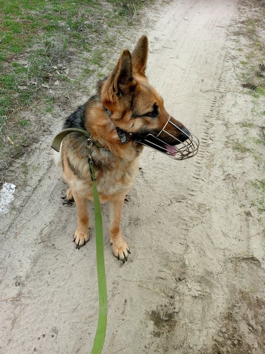 Срочно продаётся чистокровная немецкая овчарка