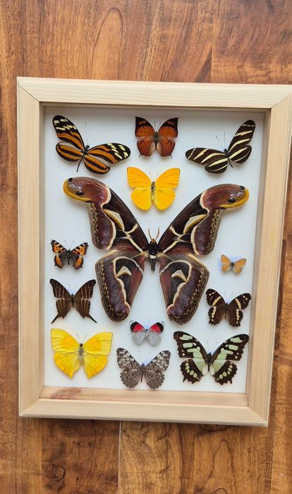 Gablotka motyle Archaeoattacus Diaethria Marpesia i inne na ścianę